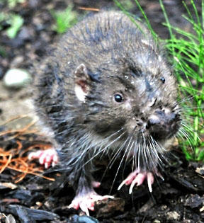mountain beaver graphic
